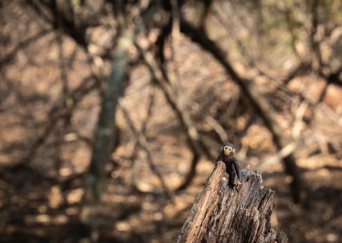 Small monkey toy perched on a tree stump in a dry, wooded environment.