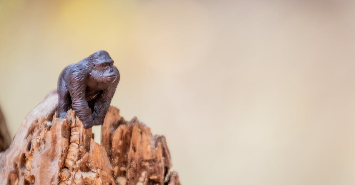 科技:空氣微塑膠全球擴散,森林能否成為天然過濾屏障?