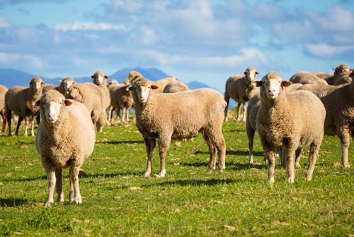 Gratis stockfoto met akkerland, beest, boerderij