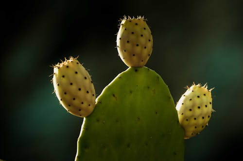 Imagine de stoc gratuită din a închide, cactus, plantă