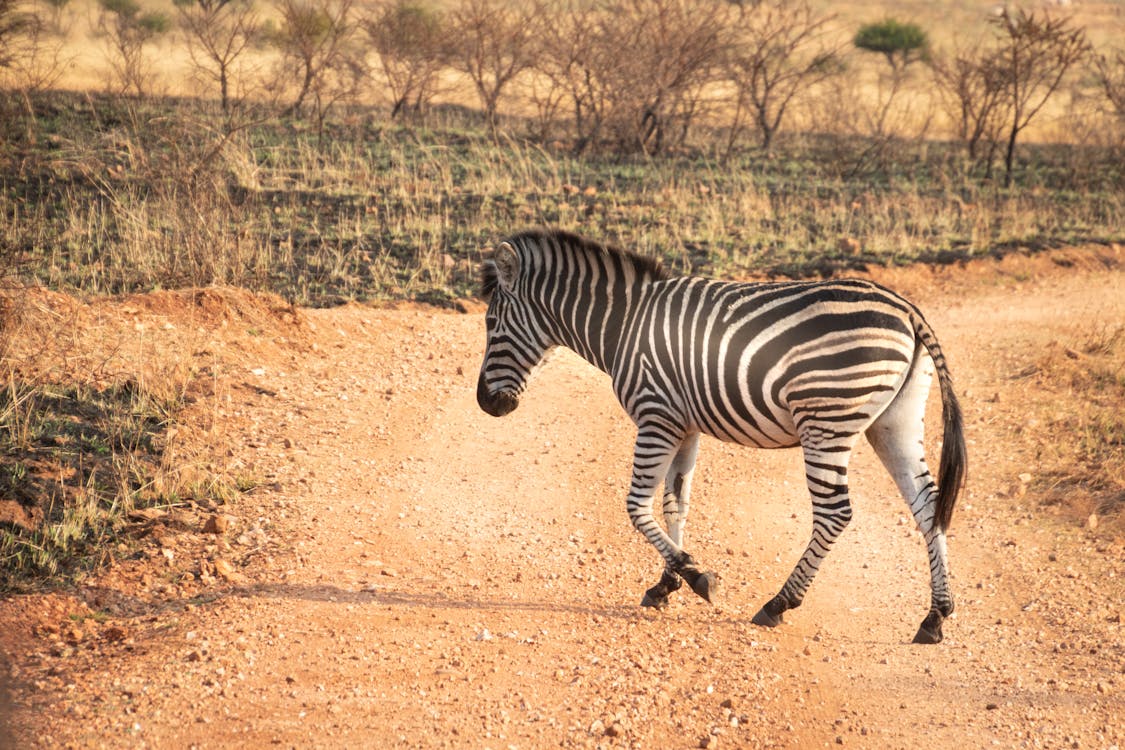 Fotografia Da Vida Selvagem De Uma Zebra Andando Pelo Caminho