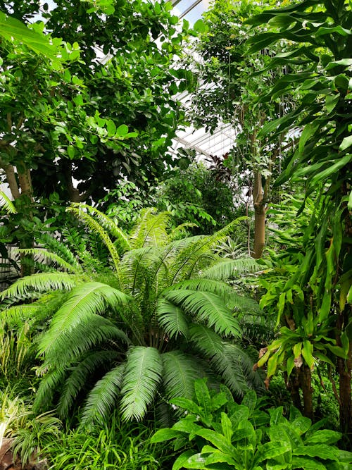 Green Botanic Garden with Lush Foliage