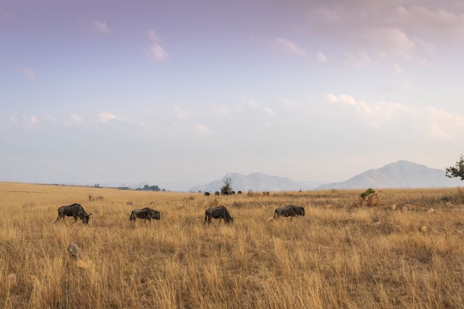 A herd of wildebeests grazing in the expansive African savannah under a soft sky.