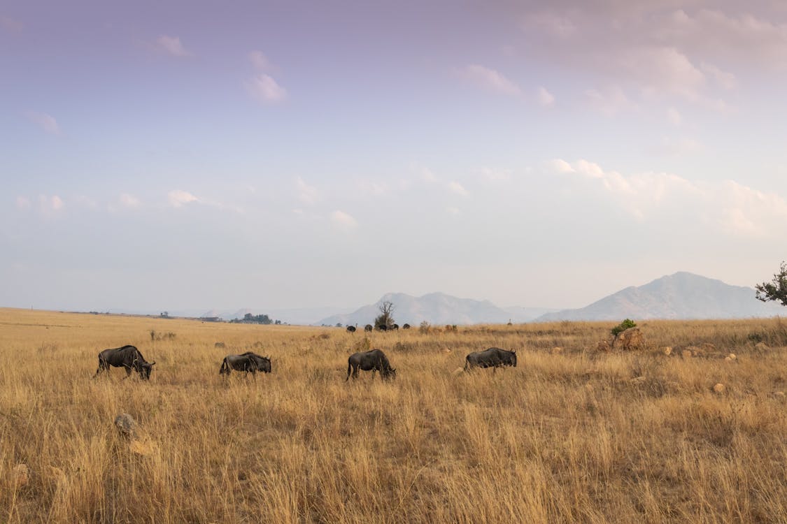Free Four Black Water Buffalo on Brown Grass Field Stock Photo