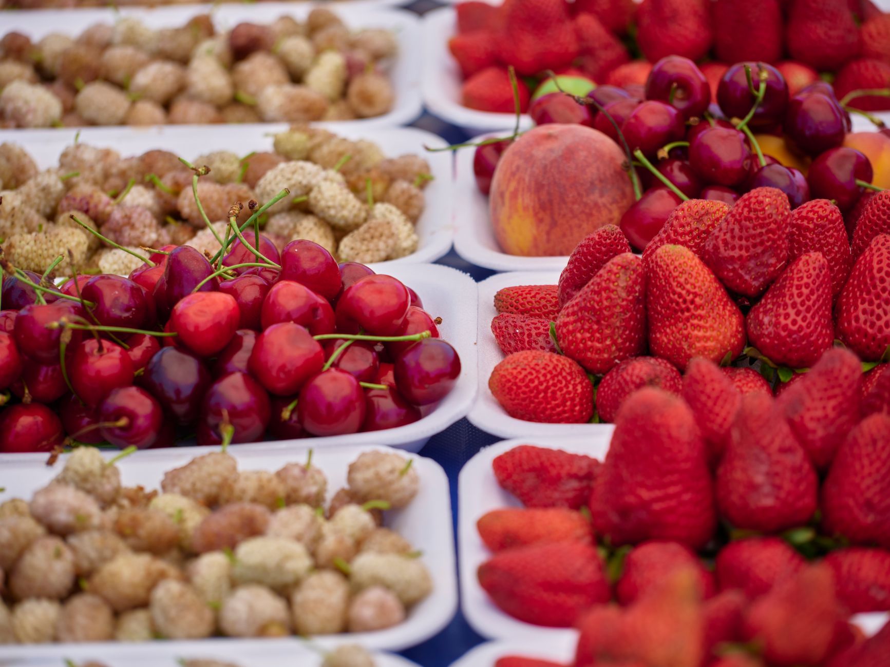 Cerezas rojas brillantes de calibre grande en bandeja