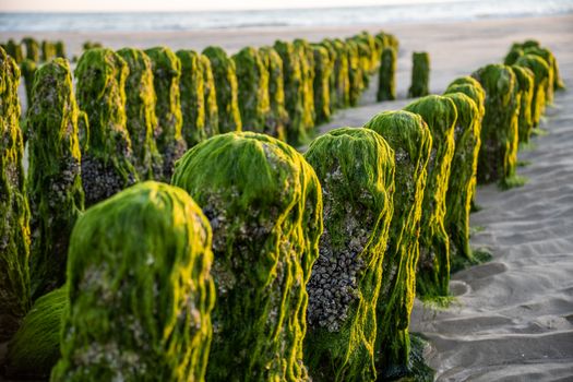 olive green seaweed