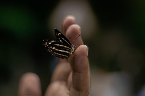 Free A close-up shot of a butterfly perched on fingers, showcasing delicate details. Stock Photo
