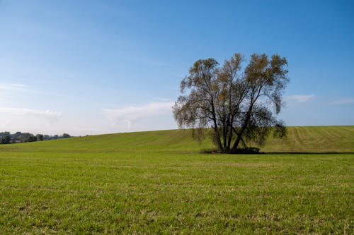Gratis stockfoto met blauwe lucht, boom, gras