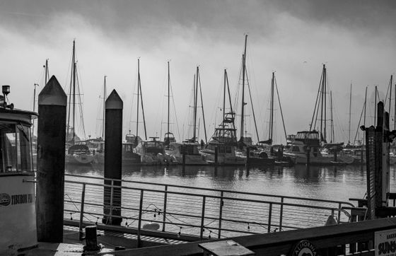 Foggy marina at dawn, photo by David McElwee on Pexels