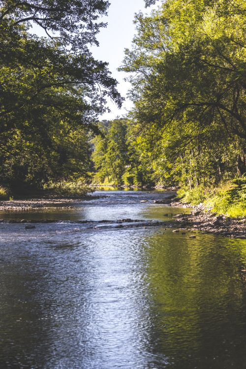 Free Tranquil river flowing through lush green forest in Durbuy, Belgium, under bright sunlight. Stock Photo