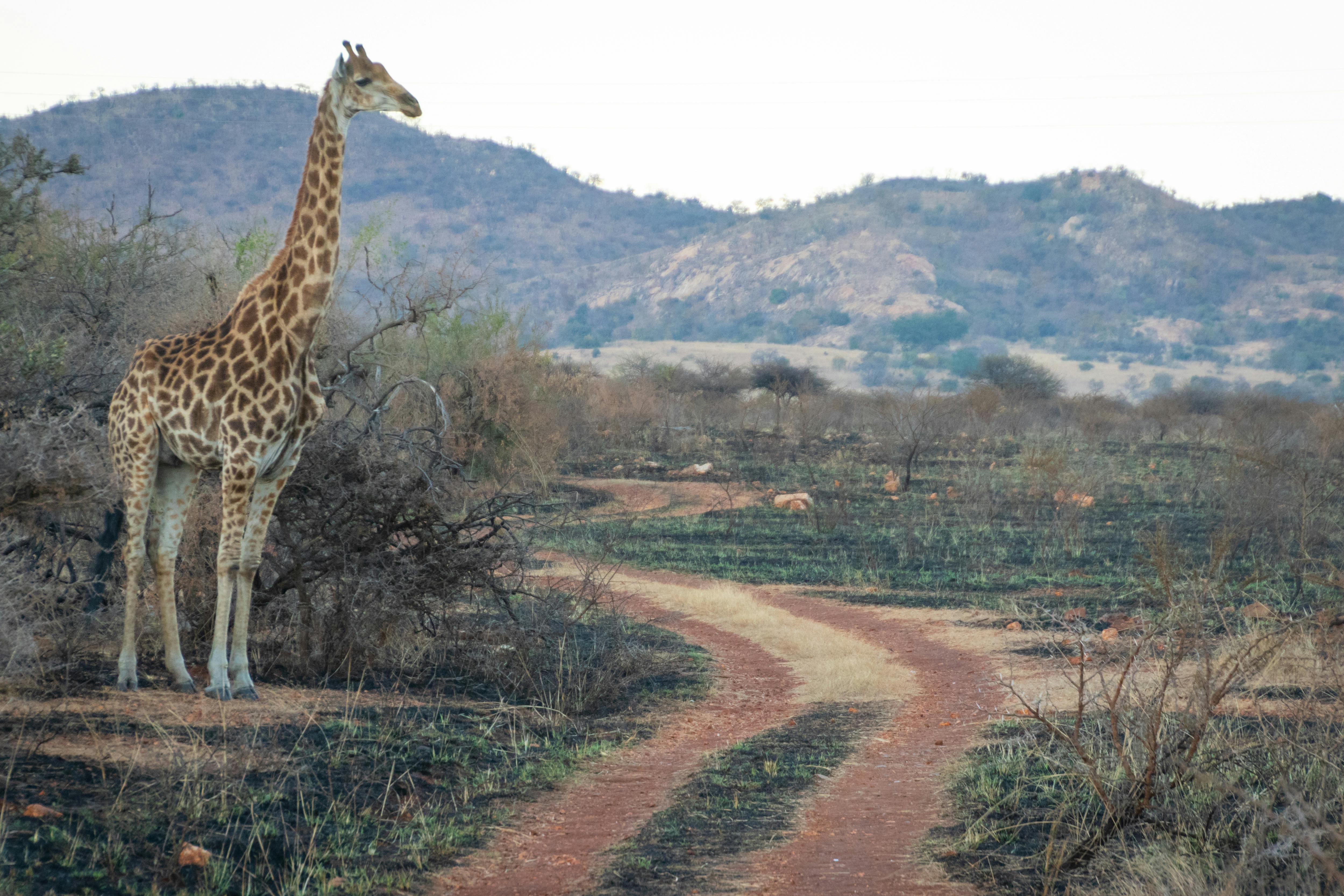 Free stock photo of giraffe, long neck, morning