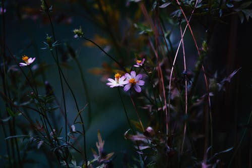 Free Flacher Fokus Fotografie Der Weißen Blütenblattblume Stock Photo