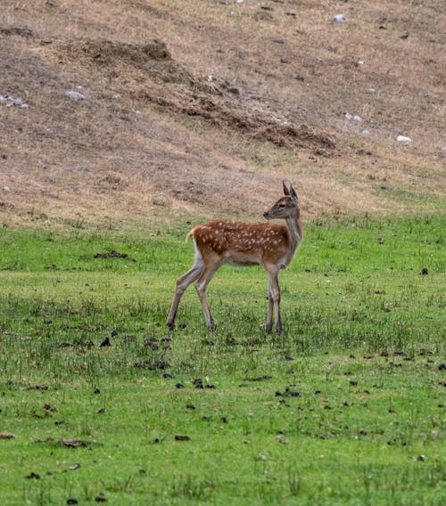 Deer Standing on Grass Field