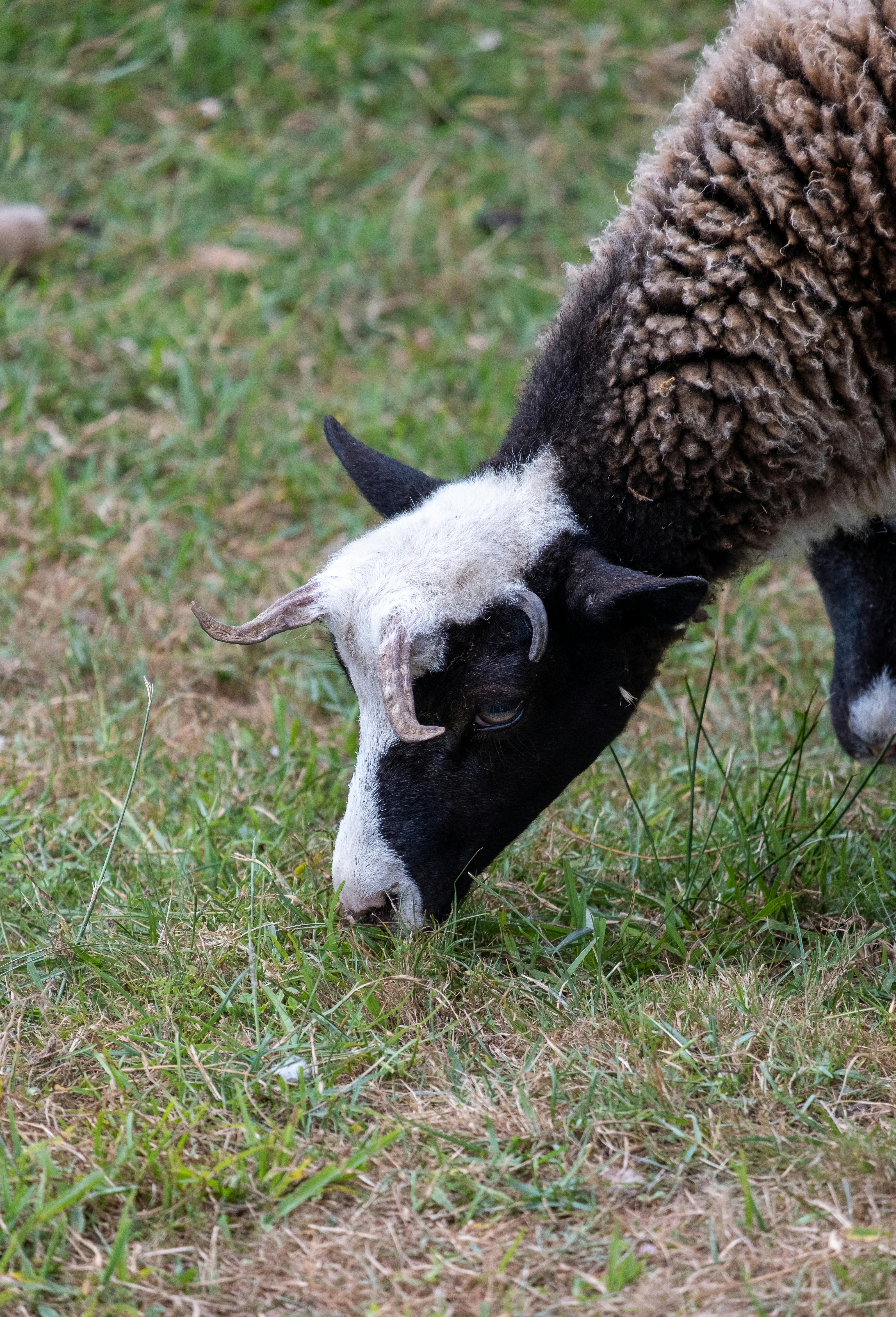 grátis Foto profissional grátis de 3x4. foto 3x4, agricultura, alimentação Foto profissional