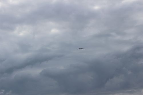 Free A single swallow Stock Photo