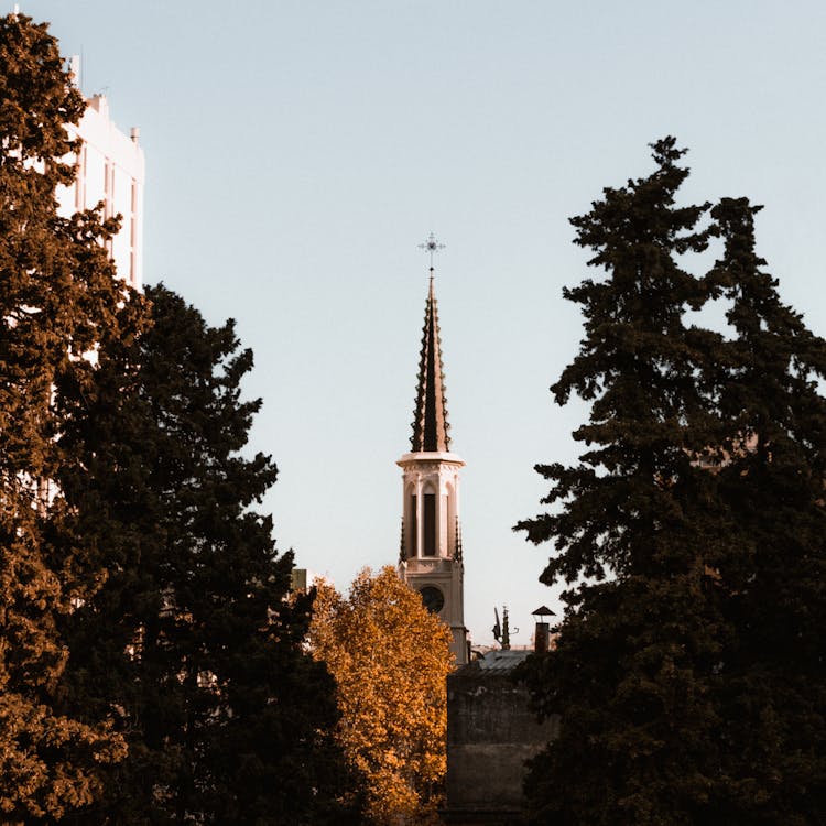 Foto d'estoc gratuïta de arbres, capvespre, catedral