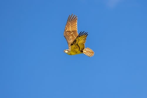 Foto d'estoc gratuïta de àguila pescadora, animal, au