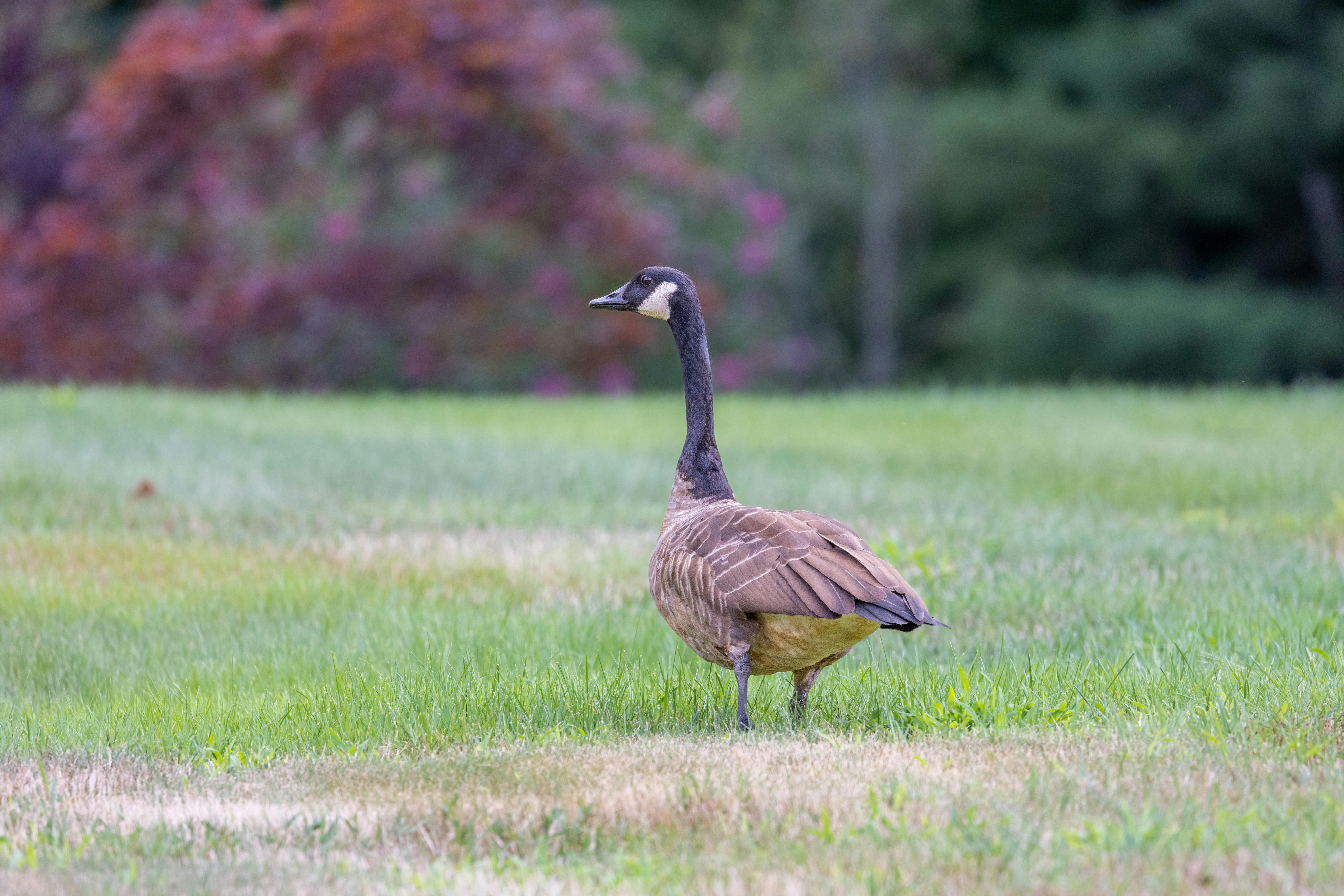 A Brown and Gray Duck on Green Grass · Free Stock Photo
