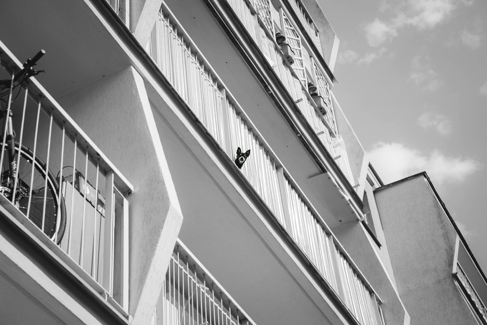 Dog on a Balcony of an Apartment Building