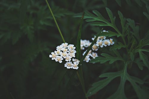 Beyaz Petal çiçeklerin Seçici Odaklı Fotoğrafçılığı