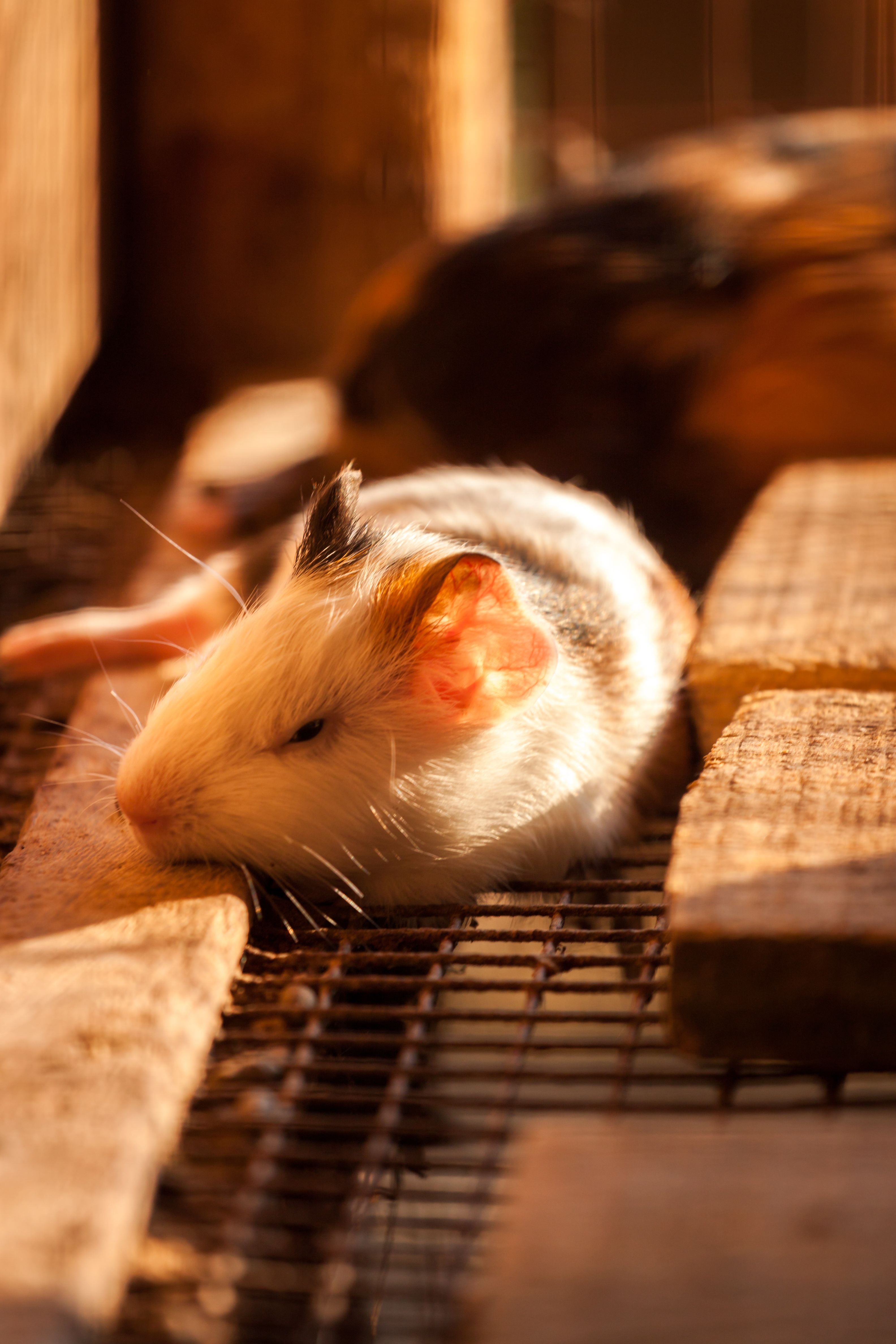 Close up of Mouse · Free Stock Photo
