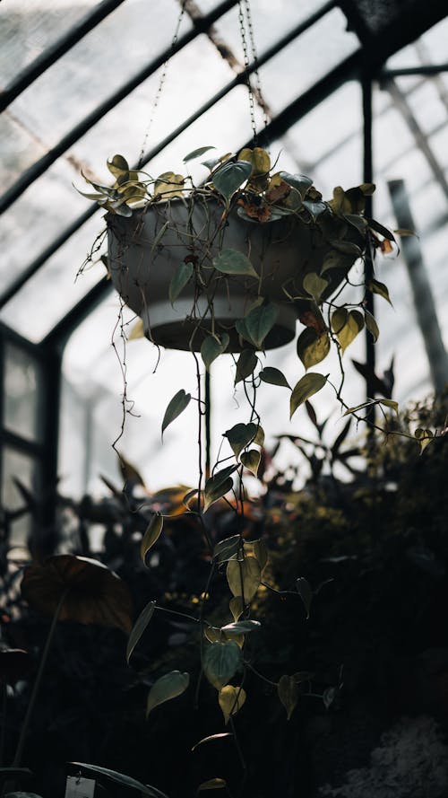 A Hanging Pot with Green Leaves