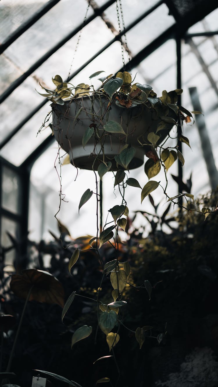 A Hanging Pot With Green Leaves