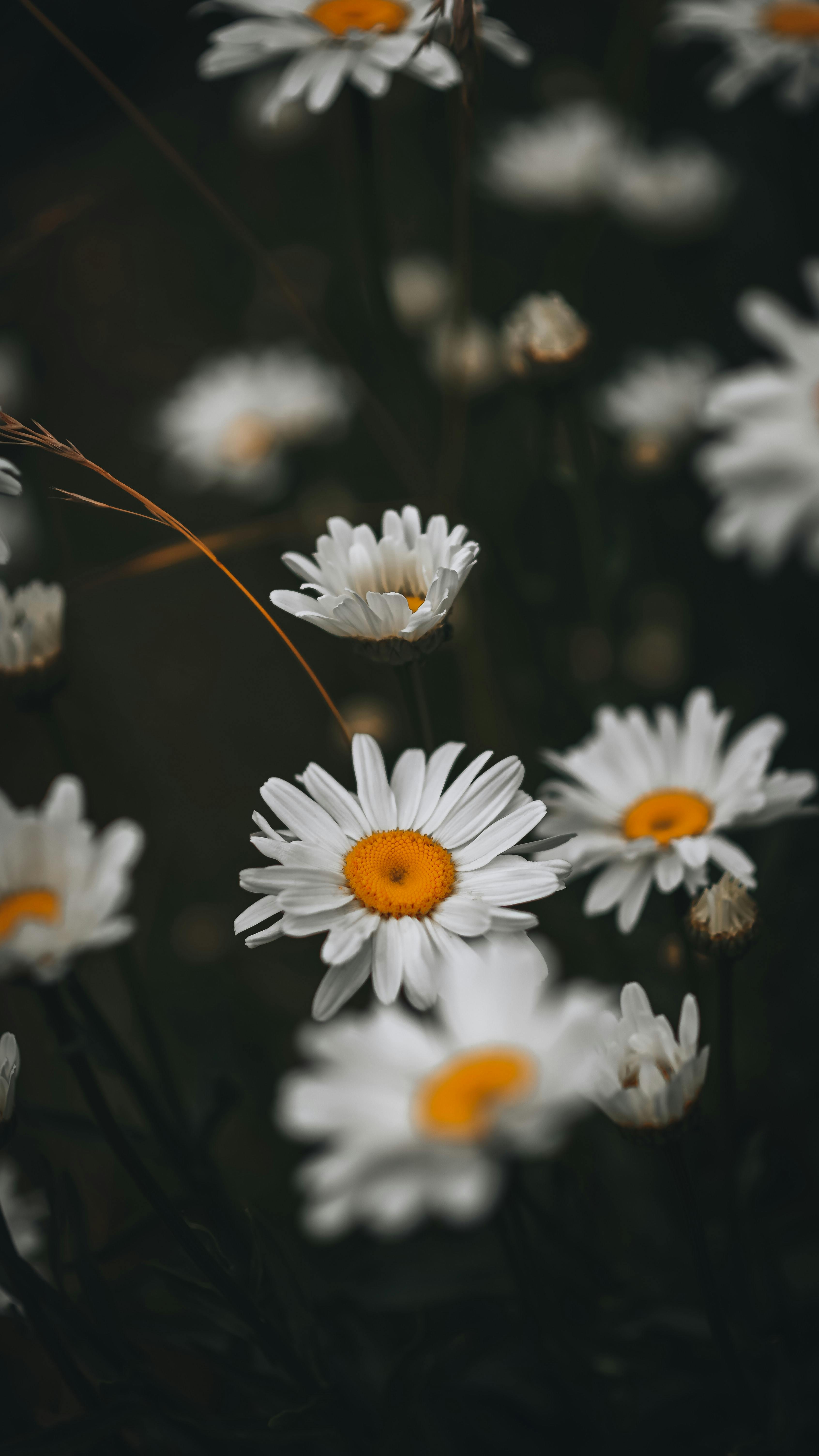 Daisies in Bloom · Free Stock Photo