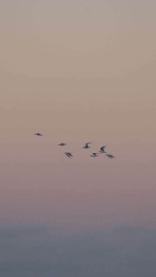 Birds crossing a pastel sunset sky — photo by Fermin Rodriguez Penelas on Pexels