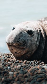 A captivating close-up of an elephant seal resting on a pebble beach by the water.