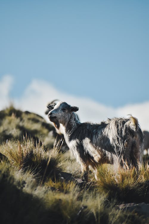 動物, 動物攝影, 垂直拍摄 的 免费素材图片