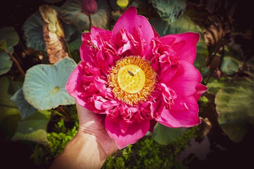 Free Close-Up Shot of a Lotus Flower Stock Photo