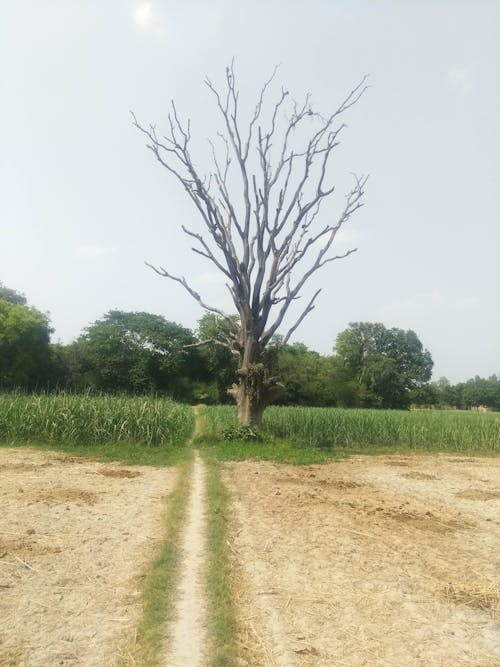 Imagine de stoc gratuită din arbore fără frunze, arbore gol, câmp