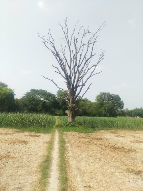 Bare Tree in the Field