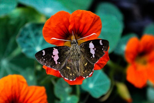 Gratis lagerfoto af naturens skønhed, smuk blomst, sommerfugl