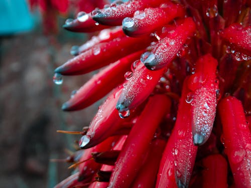 Δωρεάν στοκ φωτογραφιών με agua, colores, hojas