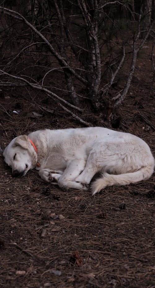 Free Dog Sleeping on Ground Stock Photo