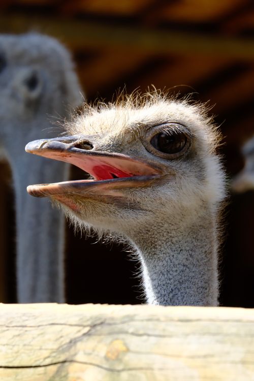 Gratis lagerfoto af åben næb, afrikansk fugl, afrikas fugl Lagerfoto