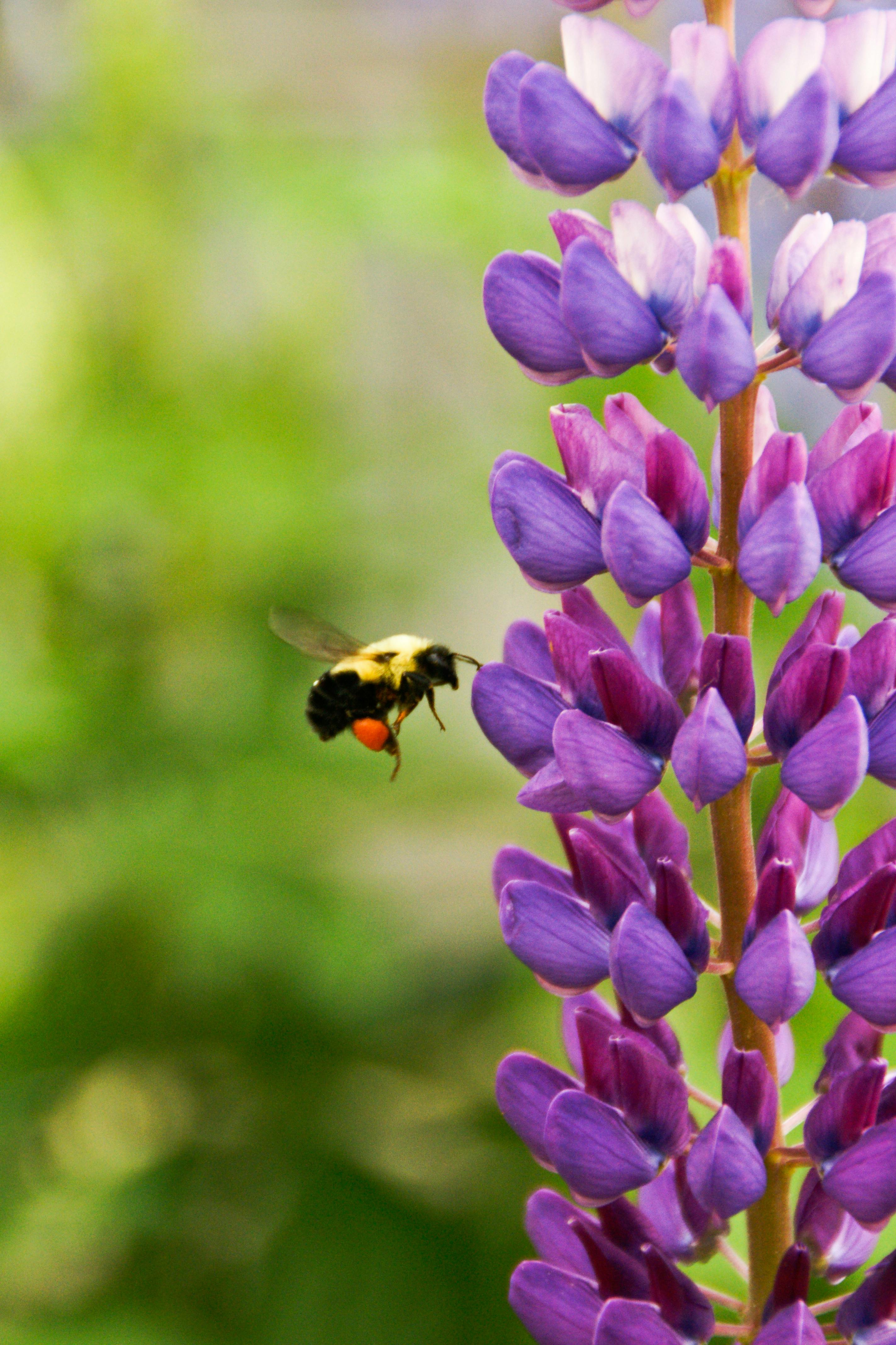 Purple Flowers