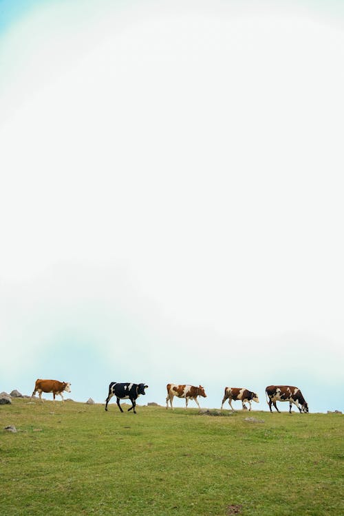 Cows Grazing in Field 