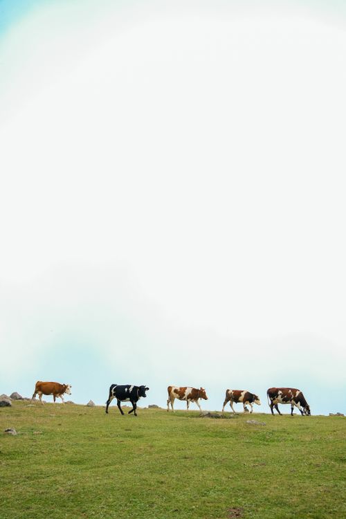 Free A tranquil scene of cows grazing in a vast green field under a bright sky. Stock Photo