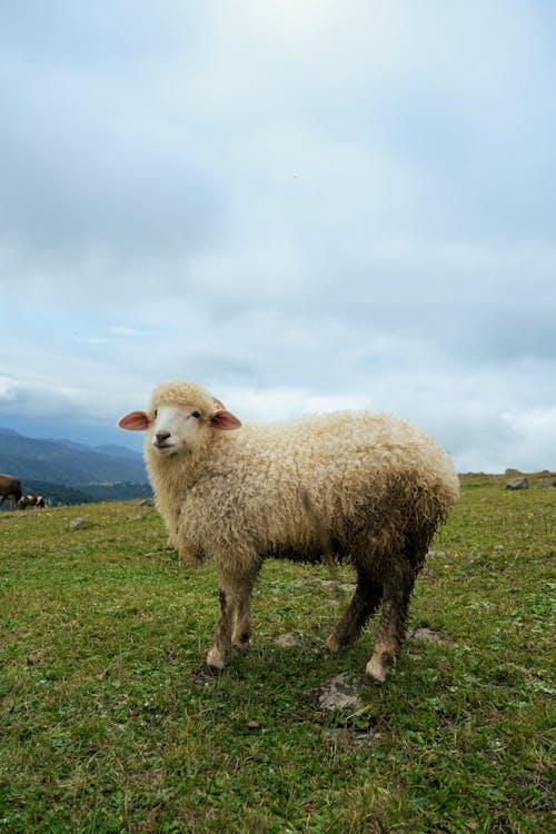 Sheep in Wild Nature