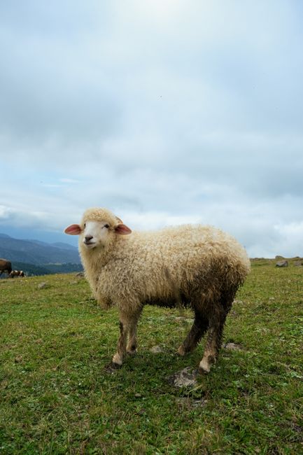 A woolly sheep stands on a green hillside under a bright blue sky, embodying rural tranquility.