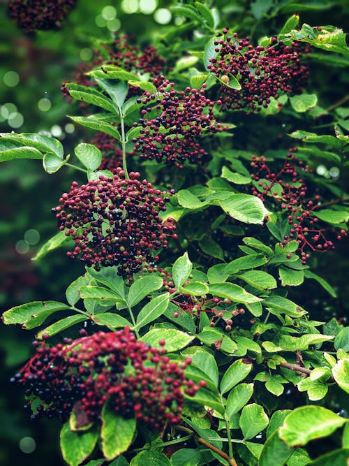 Berries on Green Leafy Plant