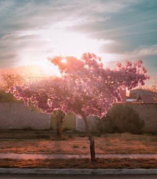 A beautiful cherry blossom tree illuminated by the setting sun, showcasing vibrant pink blooms.