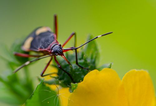Free Macro photo of an insect perched on a vibrant yellow flower with green background. Stock Photo