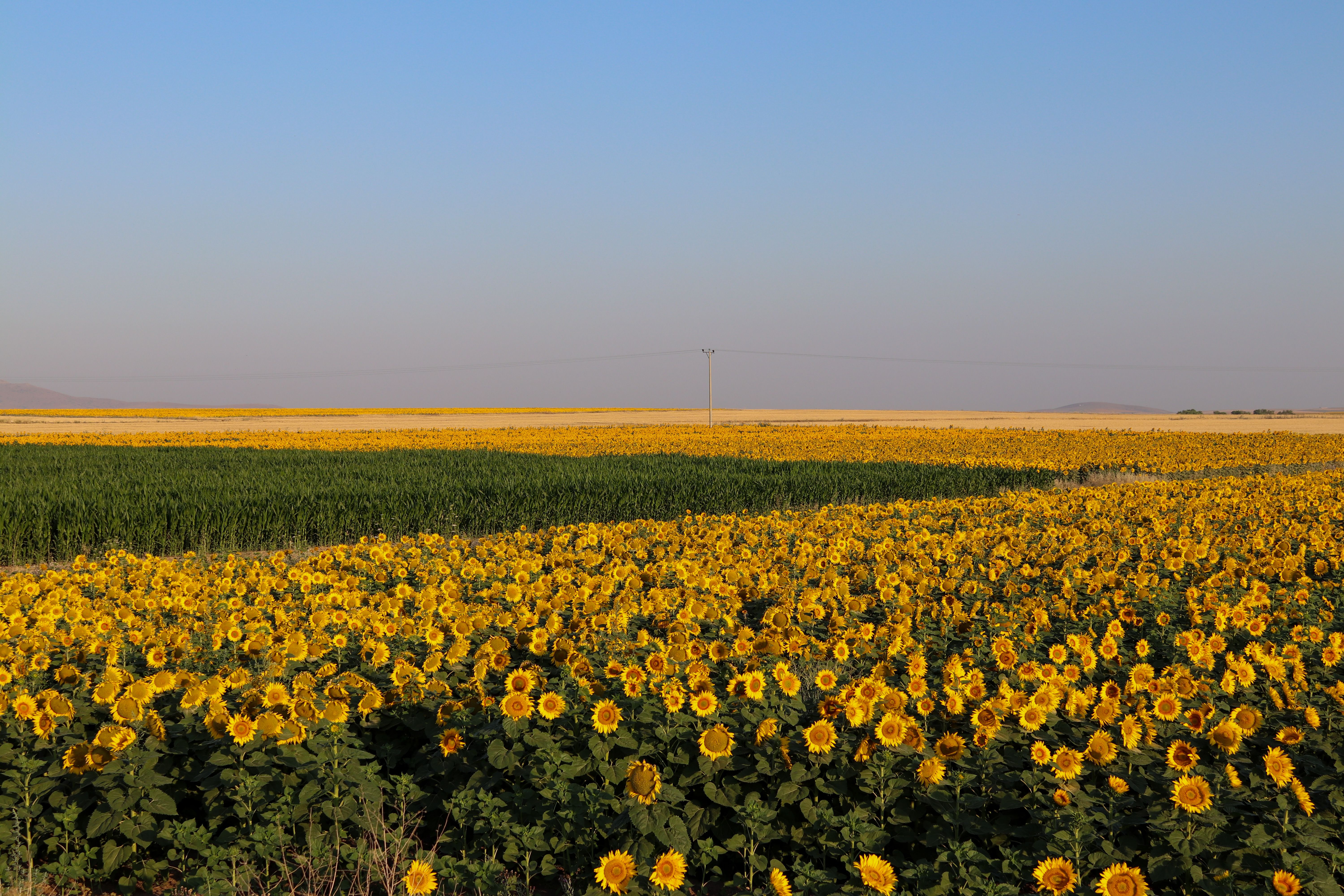 When to Plant Sunflowers in Kenya: Season Planning Guide