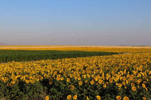 Panoramic view of a blooming sunflower field against a clear blue sky, perfect for nature enthusiasts.