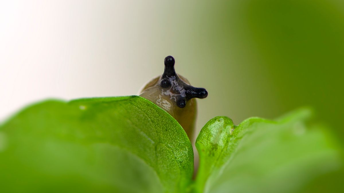 Lutte naturelle contre les limaces : méthodes éprouvées pour le potager - illustration