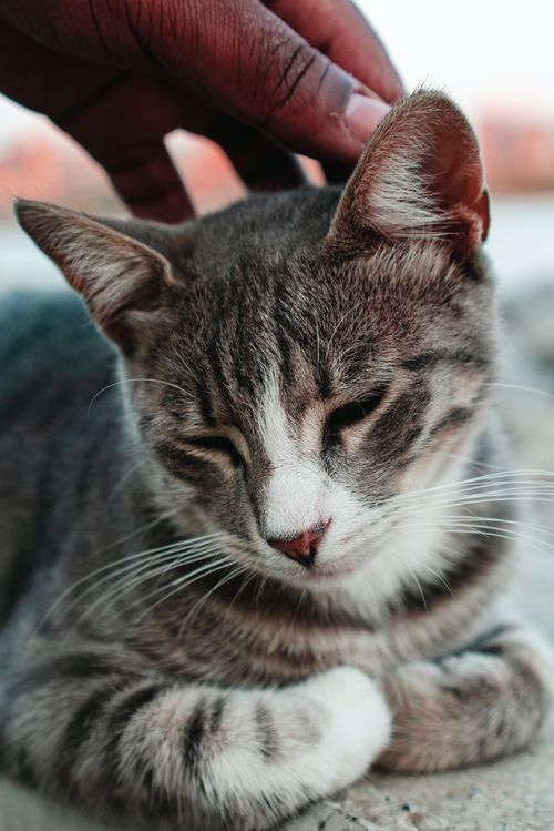 Free Close-up of a tabby cat being gently petted, showcasing a moment of relaxation. Stock Photo